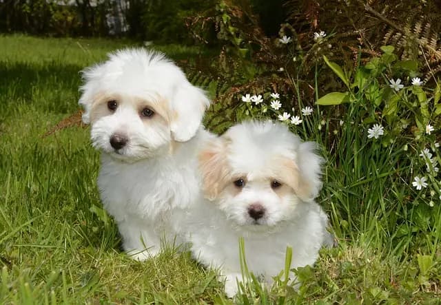 Meilleures nappes en coton bio : Guide d'achat complet